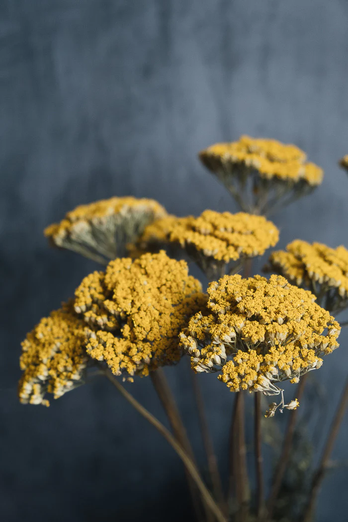 Dried Achillea - Natural Yellow - Image 3