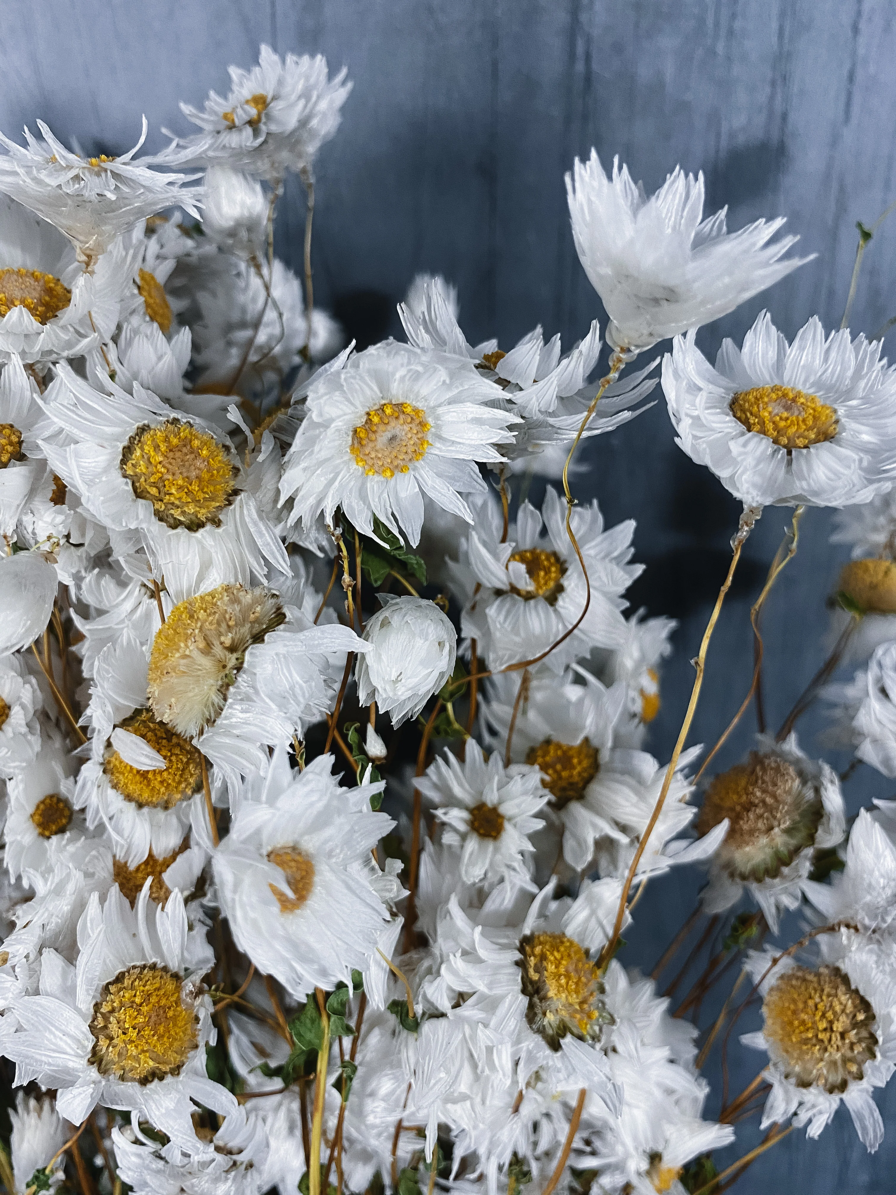 Dried Daisies - Image 3