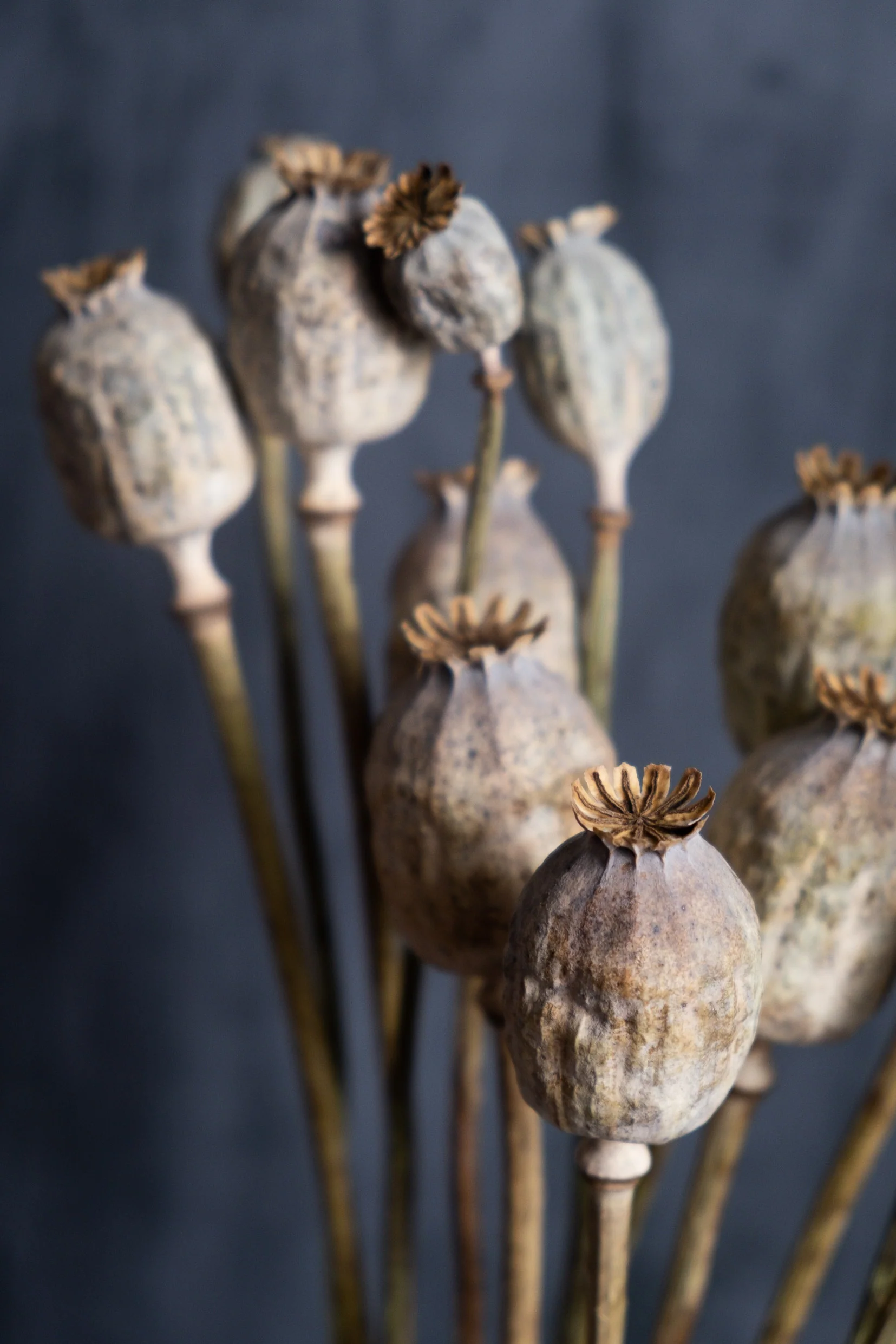 Dried Poppy Seed Heads (Papaver) - Image 3