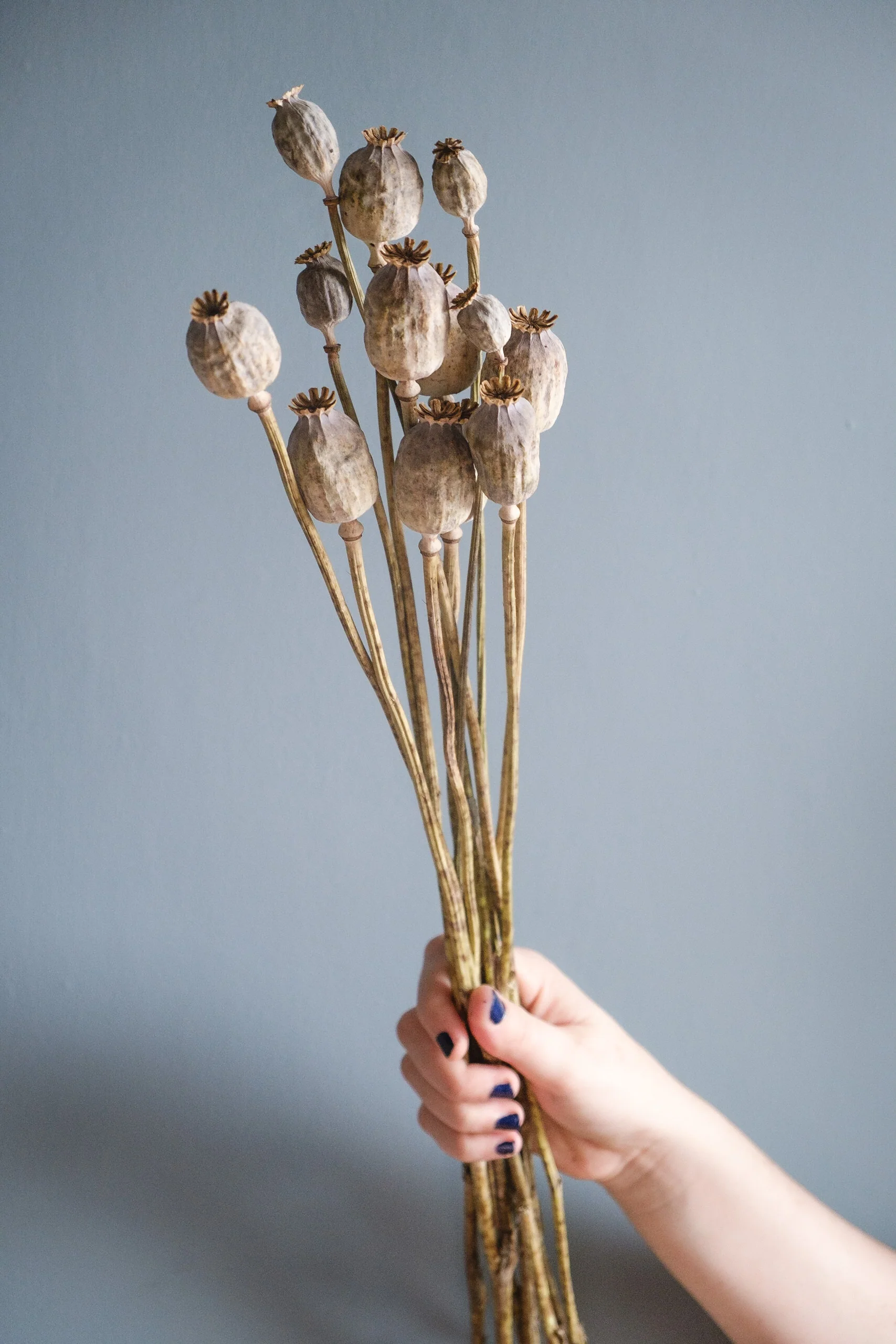 Dried Poppy Seed Heads (Papaver) - Image 4