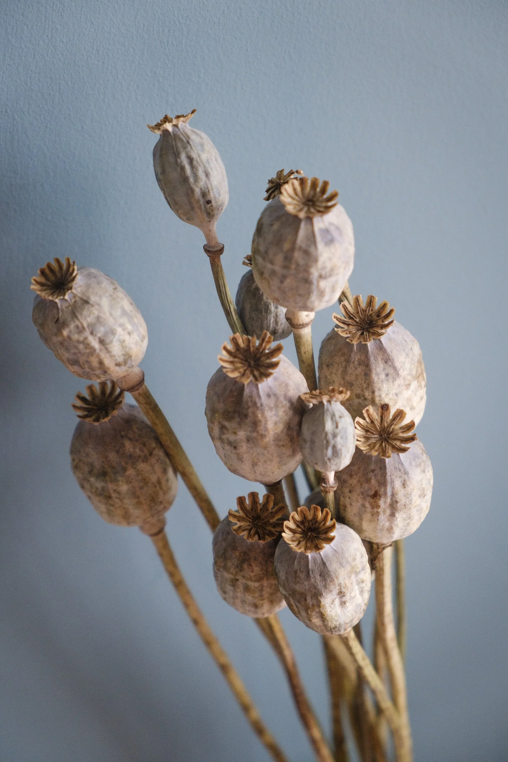 Dried Poppy Seed Heads (Papaver) - Image 5