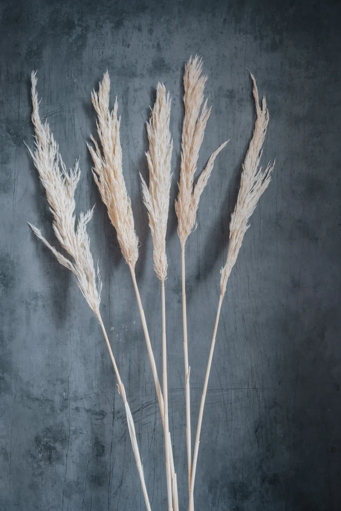 Pampas Grass, Cortaderia selloana bleached - Image 3